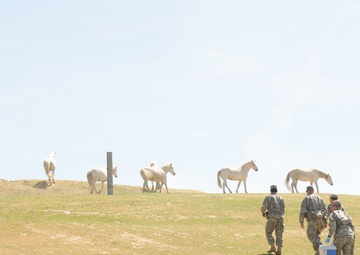 Army vets get valuable training at Redwings Horse Sanctuary