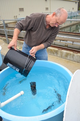 Tagged fish observed 24 hours prior to release