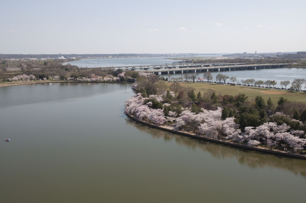 Cherry blossoms in Hains Point