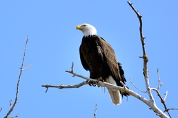 Schriever photographer snares elusive bald eagle photos