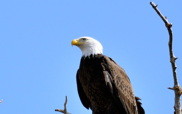 Schriever photographer snares elusive bald eagle photos