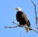 Schriever photographer snares elusive bald eagle photos