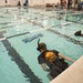 Navy divers, EOD promote science and aquatic technology at SeaPerch