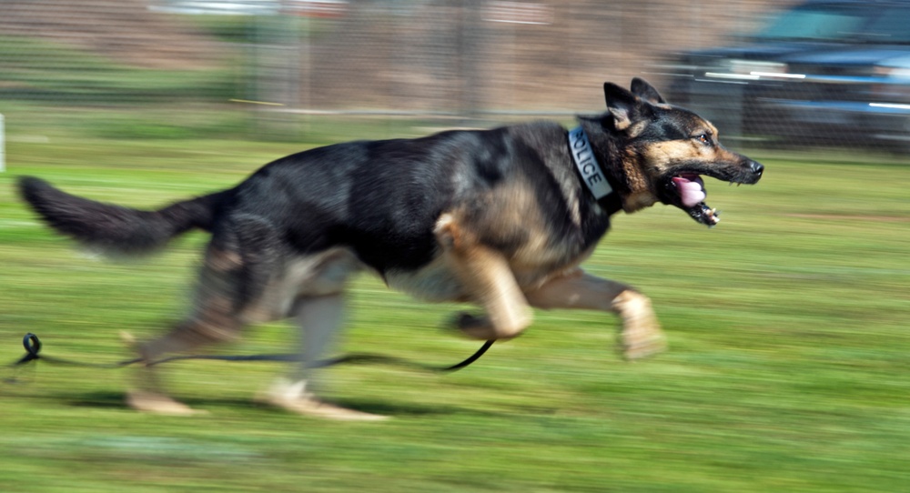 Military working dog training exercises