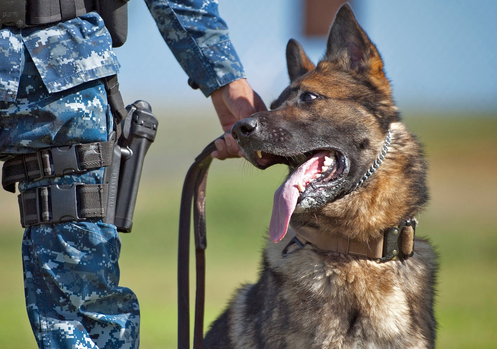 Military working dog training exercises