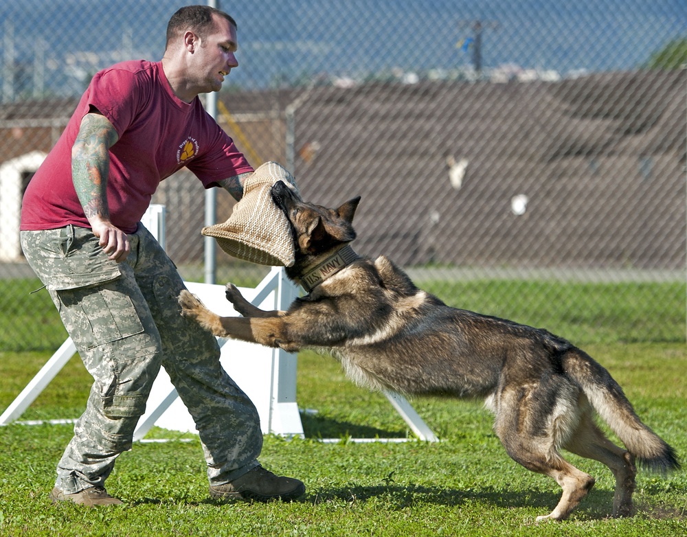Military working dog training exercises
