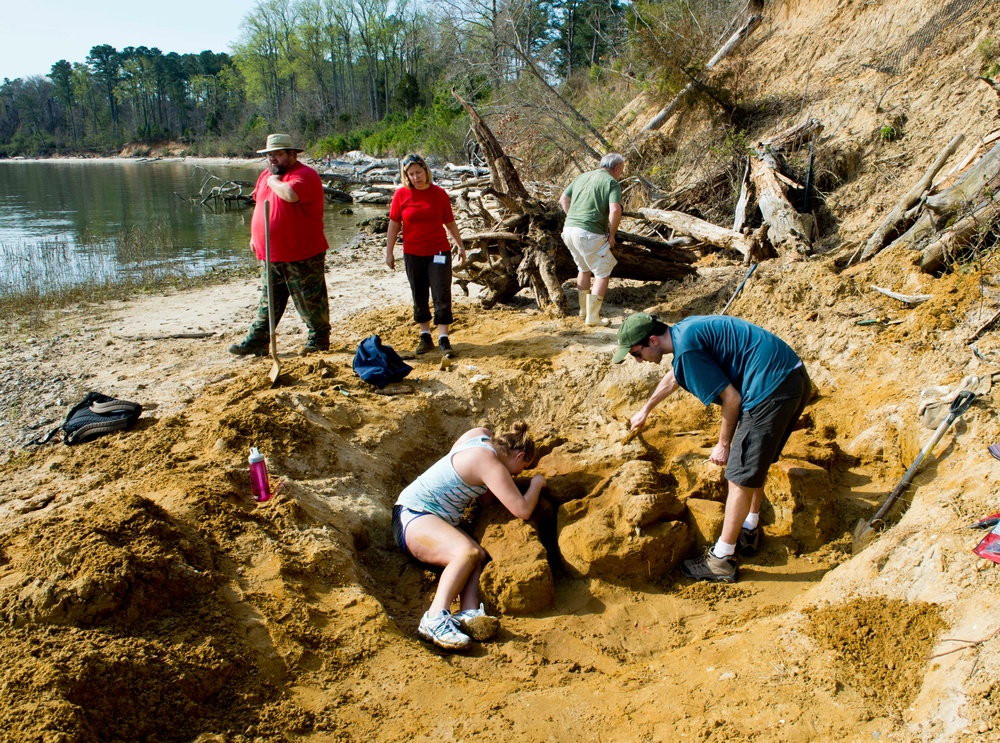 Whale skeleton excavation