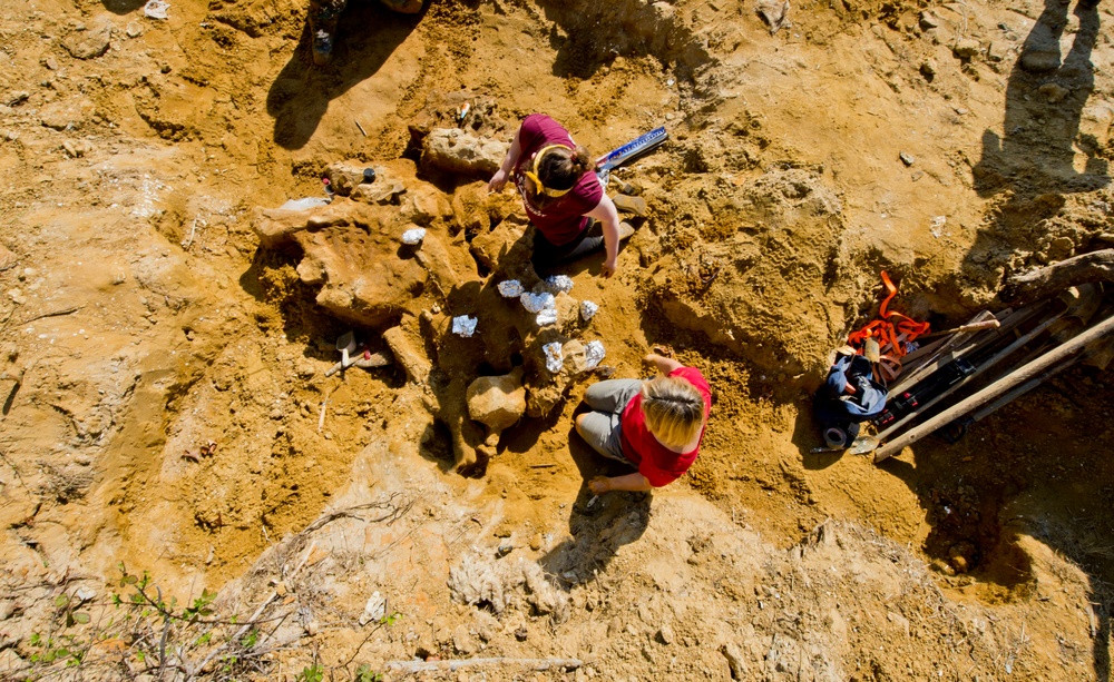 Whale skeleton excavation