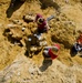 Whale skeleton excavation