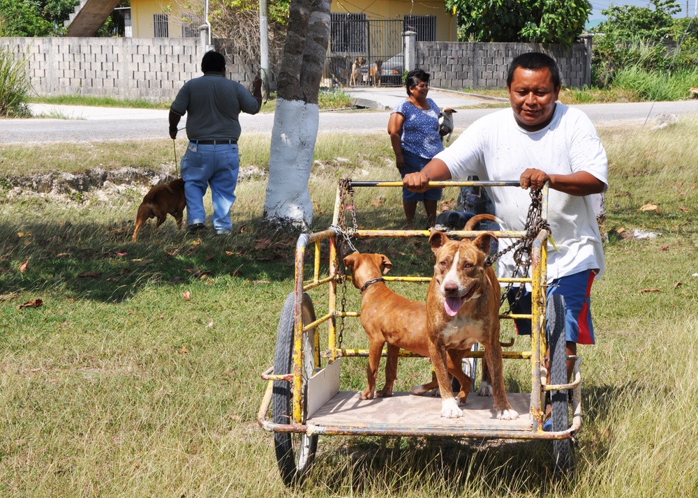 New Horizons provides veterinary care to animals of Belize