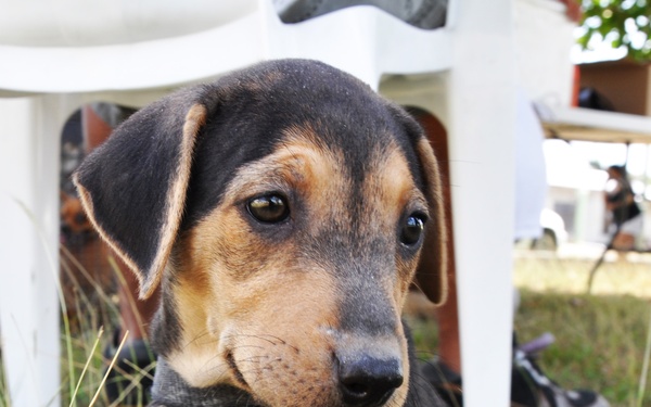 New Horizons provides veterinary care to animals of Belize