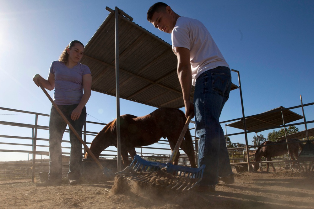 Marines Stepp up at Stables