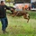 Controlled aggression demonstration