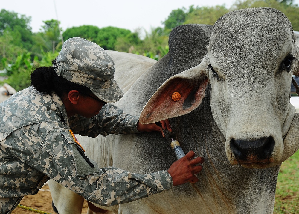 Veterinary readiness training exercise in San Jose