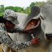 Veterinary readiness training exercise in San Jose