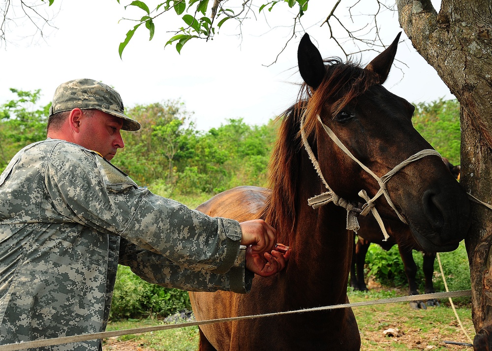 Veterinary readiness training exercise in San Jose