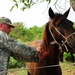 Veterinary readiness training exercise in San Jose