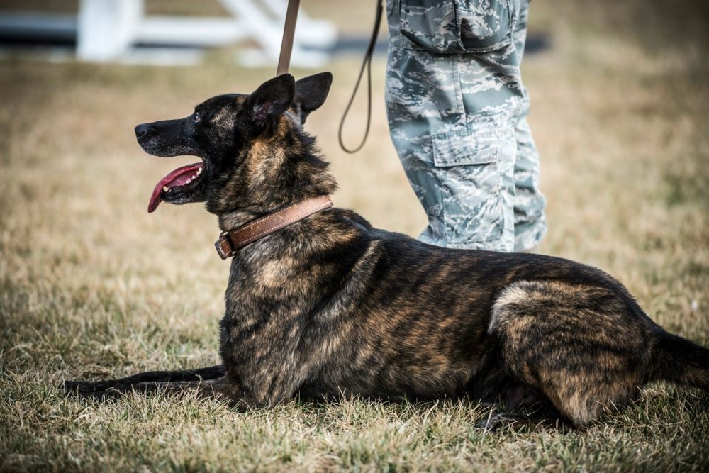 DVIDS - News - MWD handler earns AFCAM for heroism during firefight