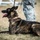 A dark brindle-coated dog, likely a Dutch Shepherd or Belgian Malinois, is lying on dry grass in a relaxed position with its mouth open and tongue out. A person wearing US Air Force ABU (Airman Battle Uniform) camouflage pants is standing beside the dog, holding a leather leash. The setting appears to be an outdoor military working dog training or demonstration area.