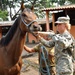 US Army veterinarians assist Salvadoran Cavalry