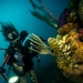 Underwater photography training