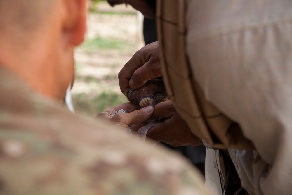 Afghans Receive Veterinary Training