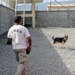 Canines, handlers keep FOB Gamberi safe