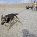 Canines, handlers keep FOB Gamberi safe
