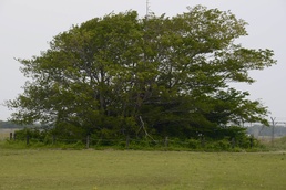 Atsugi mystery tree steeped in base's history