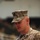 Humble hero: Alabama Marine receives Silver Star Medal