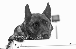 A defender’s best friend