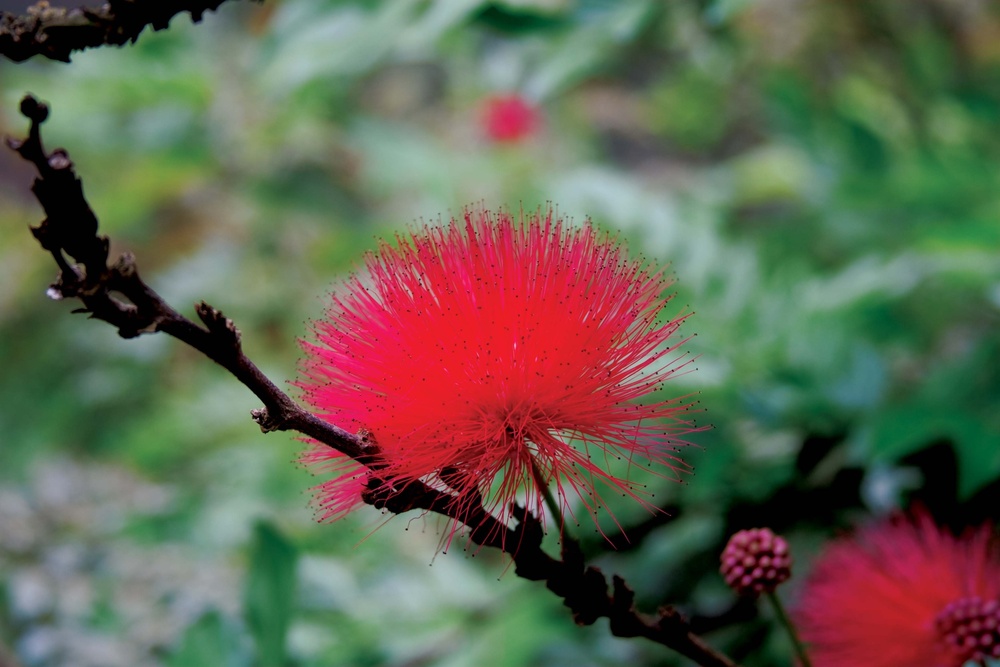 Beautiful Waimea Valley awes visitors with gardens, falls