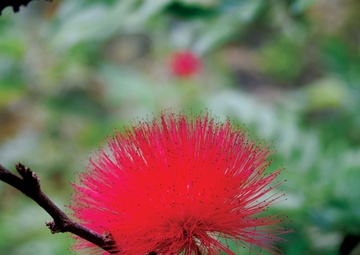 Beautiful Waimea Valley awes visitors with gardens, falls