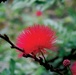 Beautiful Waimea Valley awes visitors with gardens, falls