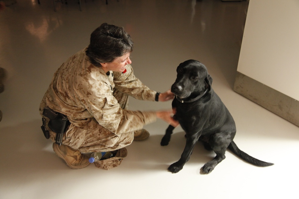 A person wearing desert camouflage military uniform is crouching down and interacting with a black Labrador Retriever on a light-colored floor. The individual appears to be petting or examining the dog, with one hand near the dog's face and the other near its paw. The setting appears to be an indoor military or institutional facility.