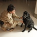 A person wearing desert camouflage military uniform is crouching down and interacting with a black Labrador Retriever on a light-colored floor. The individual appears to be petting or examining the dog, with one hand near the dog's face and the other near its paw. The setting appears to be an indoor military or institutional facility.