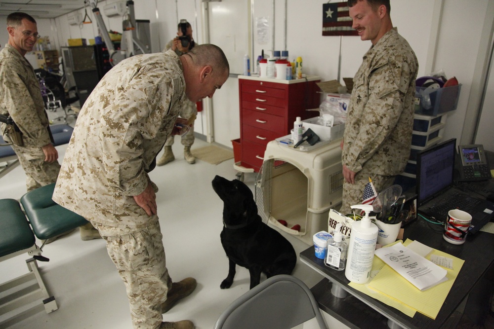 Several U.S. Marines in desert camouflage (MARPAT) uniforms are gathered in what appears to be a military medical or veterinary facility. One Marine is bending down to interact with a black Labrador dog, likely a military working dog. The setting includes medical equipment, a dog crate, and office supplies on a desk.