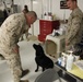 Several U.S. Marines in desert camouflage (MARPAT) uniforms are gathered in what appears to be a military medical or veterinary facility. One Marine is bending down to interact with a black Labrador dog, likely a military working dog. The setting includes medical equipment, a dog crate, and office supplies on a desk.
