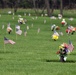 US Air Force Academy: Flag placement at cemetery