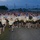 All American Week 10-miler All American Week 10-miler
