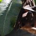 Save the fruit bats! Andersen continues conservation effort
