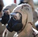 Conditioning course at Camp Pendleton