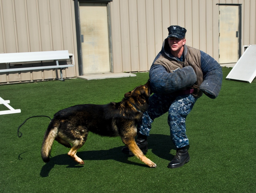 Military Working Dog Training Exercises