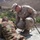 Marine scout snipers shoot alongside New Zealand, Canadian snipers