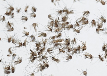 District, Portsmouth announce mosquito-spraying date under new contract award