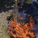 Black Forest wildfire
