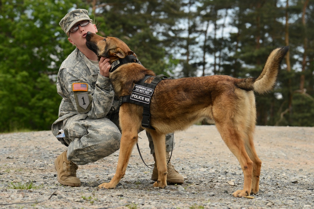 DVIDS - Images - 131st Military Working Dog Detachment device detection ...