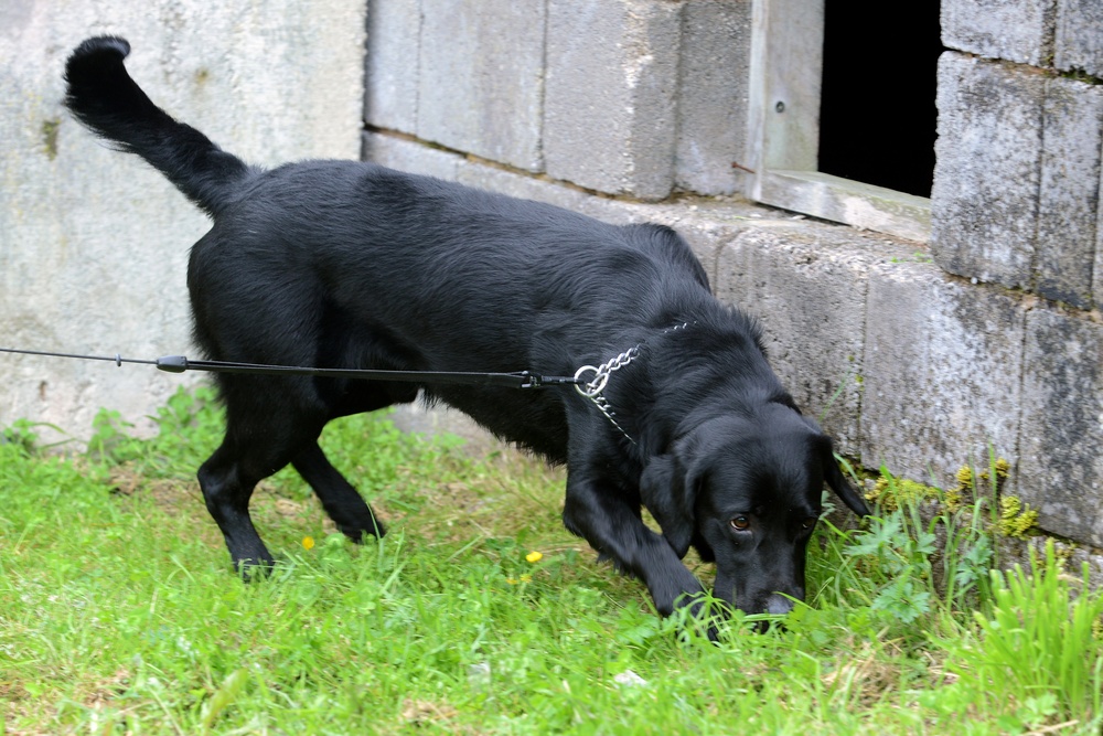 131st Military Working Dog Detachment device detection training