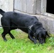 131st Military Working Dog Detachment device detection training