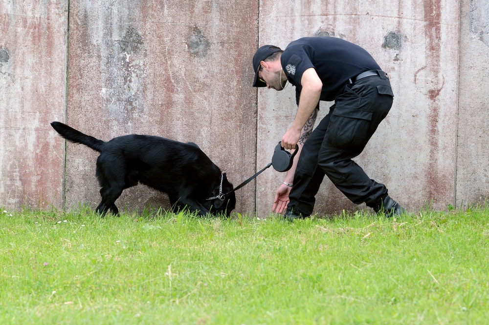 131st Military Working Dog Detachment device detection training